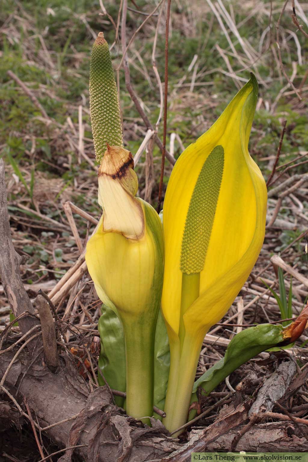 Skunkkalla, Lysichiton americanus